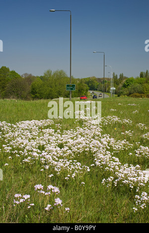 Milkmaid o fiore a cucù cardamine pratensis crescente sul lato del A61 nella periferia di Sheffield Foto Stock