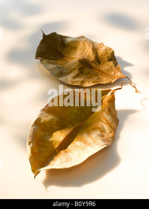 Due gomma essiccata foglie di fico (Ficus elastica), close up Foto Stock