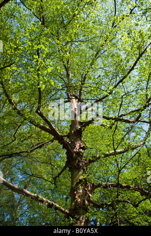 BETULA ALBOSINENSIS Var SEPTENTRIONALIS, Nord rosso cinese di betulla. Foto Stock