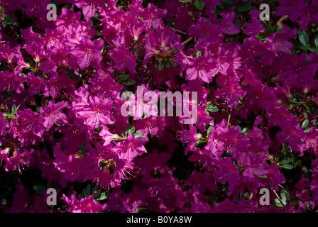 RHODODENDRON "PRINCESS IDA" Foto Stock