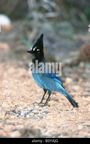 Stellers jay (Cyanocitta stelleri). Foto Stock