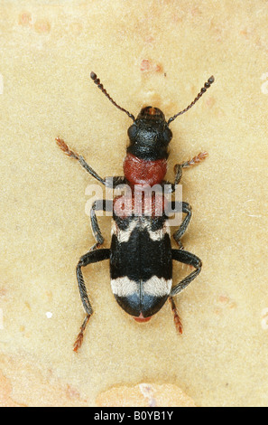 Ant beetle (Thanasimus formicarius). Foto Stock