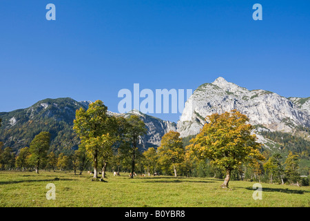 Austria, Tirolo, Karwendel, campo alberi di acero Foto Stock