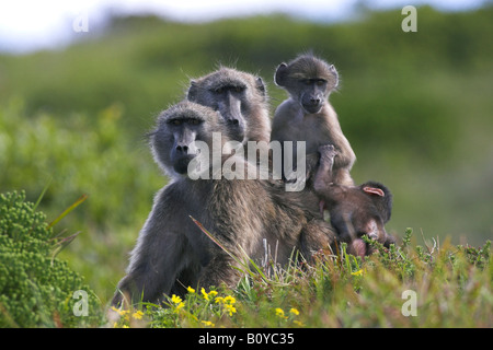 Chacma baboon (Papio ursinus), coppia con giovani scimmie, Sud Africa, Provincia del Capo Foto Stock