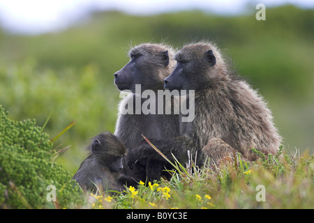 Chacma baboon (Papio ursinus), coppia con giovani scimmie, Sud Africa, Provincia del Capo Foto Stock