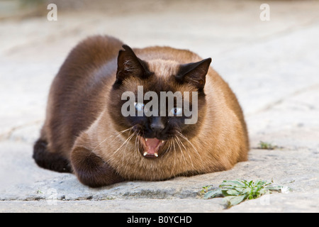Gatto siamese gatto sbadigliare, ritratto Foto Stock