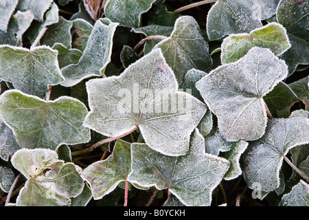 L'edera (Hedera helix), smaltate frost, close up Foto Stock