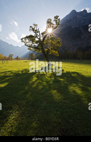 Austria, Tirolo, Karwendel, campo acero Foto Stock