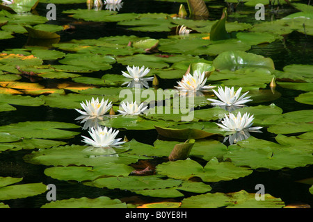 Bianco profumato giglio di acqua Nymphaea odorata America del Nord Foto Stock