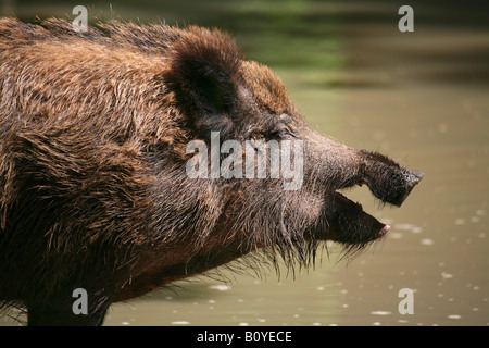 Il cinghiale, maiale, il cinghiale (Sus scrofa), ritratto Foto Stock