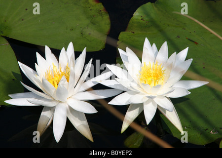 Bianco profumato giglio di acqua Nymphaea odorata America del Nord Foto Stock