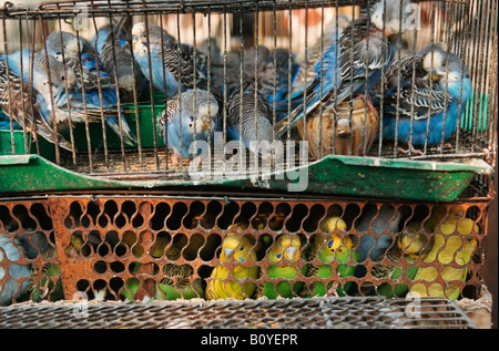 Budgerigar, budgie, parrocchetto (Melopsittacus undulatus), budgies in gabbie a mercato, Cina, Pechino Foto Stock