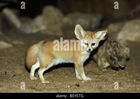 Fennec fox (Fennecus zerda, Vulpes zerda), in piedi Foto Stock