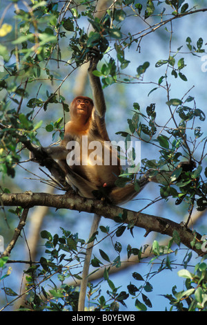 Proboscide di scimmia (Nasalis larvatus), giovane maschio raccogliere foglie, Indonesia, Borneo Foto Stock