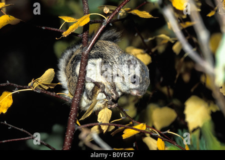 Eurasian scoiattolo battenti siberiano scoiattolo battenti (Pteromys volans), sulla betulla, Russia, Ural Foto Stock