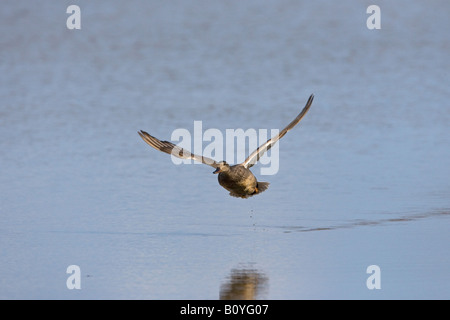 Canapiglia Anas strpera Drake in volo su Cley Marsh Foto Stock