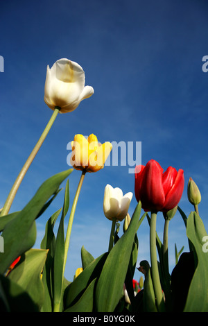 I tulipani (tulipa) fioritura Foto Stock