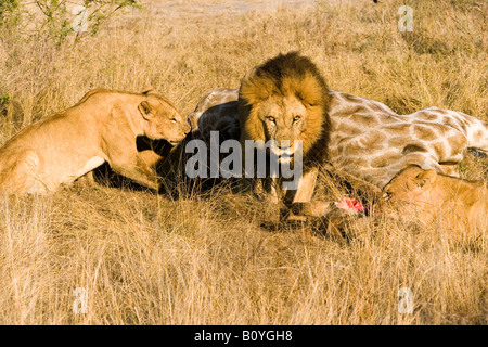 Primo piano soleggiato maschio permanente lion Panthera Leo passeggiate sulla faccia fissando attentamente femmina alimentazione Lions su fresco uccidere giraffe tela di Okavango Delta Botswana Foto Stock