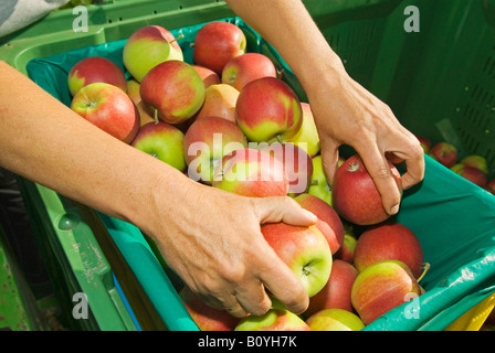 Prodotto Apple, ordinamento close up Foto Stock