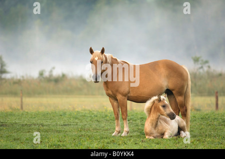 Cavalli di Razza Haflinger e permanente di puledro in pascolo Foto Stock