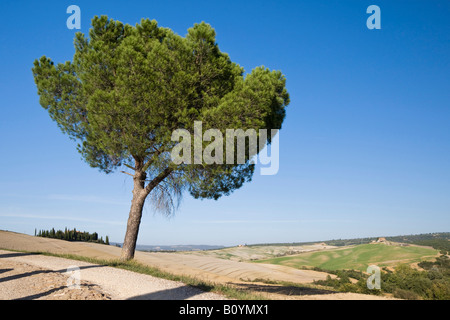 L'Italia, Toscana, pino Foto Stock