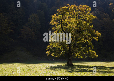 Austria, Tirolo, Karwendel, campo acero Foto Stock