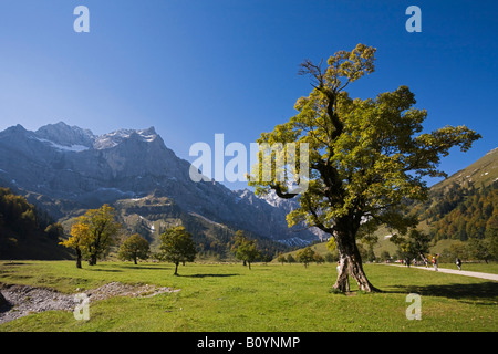 Austria, Tirolo, Karwendel, campo alberi di acero Foto Stock