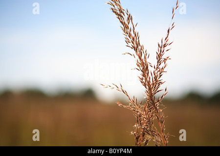 CLOSE UP POCO BLUESTEM PRAIRIE erba in estate nel nord dell'ILLINOIS MIDWEST USA Foto Stock