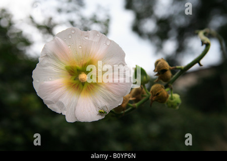 Bianco Fiori di ibisco HIBISCUS ROSA SINENSIS e macchiato il cetriolo BEETLE Diabrotica undecimpunctata howardi nel nord dell'ILLINOIS Foto Stock