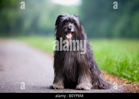 Border Collie dog sitter su strada Foto Stock