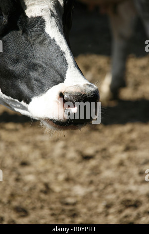Mozzarella di bufala latte allevamento in Italia Foto Stock
