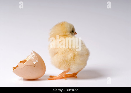 Stock Foto di un pulcino di bambino in piedi accanto a incrinature del guscio delle uova Foto Stock