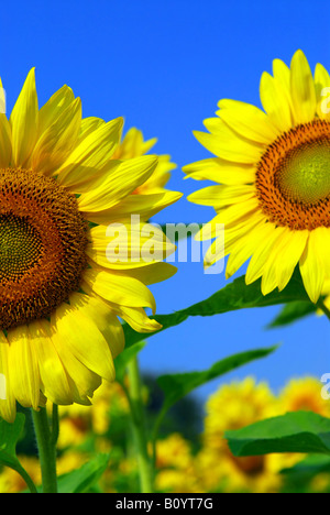 Chiudere fino a girasole in fiore campo di girasoli Foto Stock