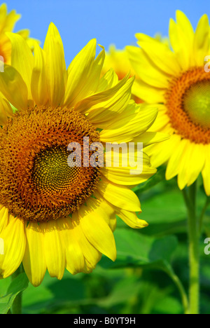 Chiudere fino a girasole in fiore campo di girasoli Foto Stock