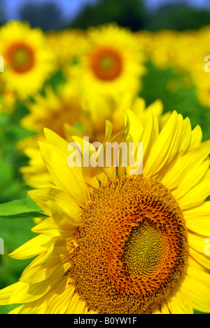 Blooming campo di girasoli con grande testa di semi di girasole in primo piano Foto Stock