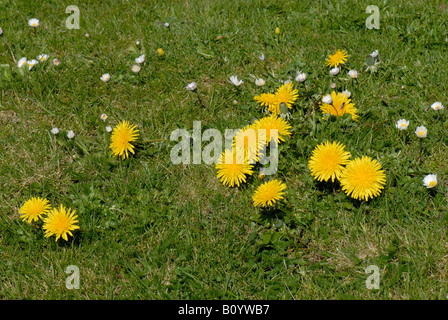 Fioritura margherite e denti di leoni in un giardino prato Foto Stock