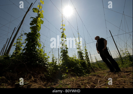 Un farmworker guarda oltre i giovani Hop Bines / vitigni come essi salire il trellis sono attaccati al brillante luce del sole di primavera Foto Stock