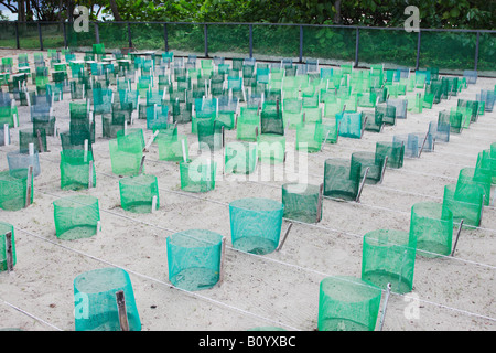 Turtle Hatchery sull isola della Tartaruga, Sabah Malaysian Borneo Foto Stock