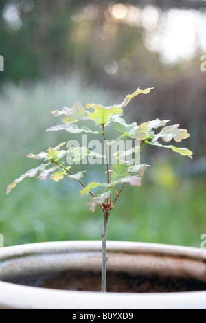 Rovere (Quercus sp.) alberello in vaso Foto Stock