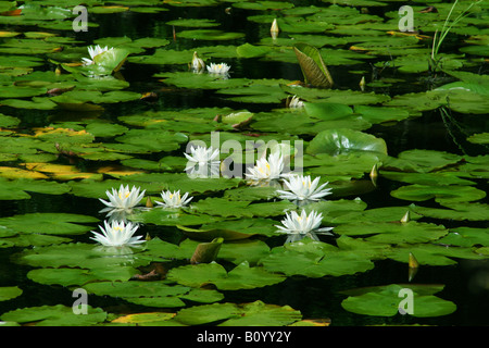 Bianco profumato giglio di acqua Nymphaea odorata Foto Stock