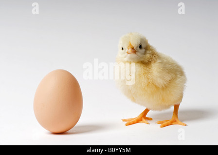 Foto di stock di una due giorni di età chick in piedi accanto ad un uovo di polli Foto Stock