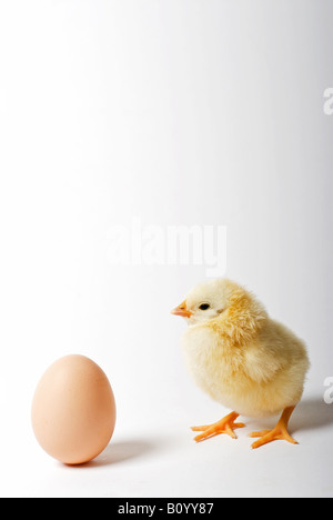 Foto di stock di una due giorni di età chick in piedi accanto ad un uovo di polli Foto Stock