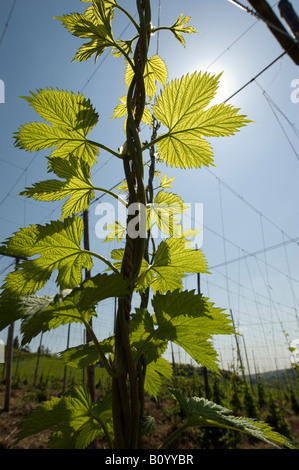 Un giovane hop bine si arrampica sotto il brillante sole primaverile nel piccolo villaggio di Cleobury Mortimer in Sud Shropshire. Foto Stock