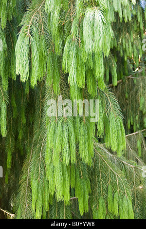 Primo piano della foliange di un albero di pino (Picea breweriana) in primavera nel Sussex occidentale, Inghilterra, Regno Unito Foto Stock