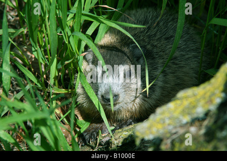 Baby marmotta o marmotta Marmota monax in den ingresso Nord America orientale Foto Stock