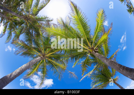 Palme di cocco, verso l'alto vista in Miami Beach, Florida Foto Stock