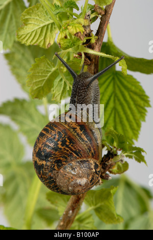 Giardino lumaca Cornu aspersumclimbing su giovani foglie di lampone Foto Stock