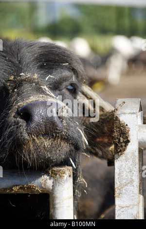 Mozzarella di bufala latte allevamento in Italia Foto Stock