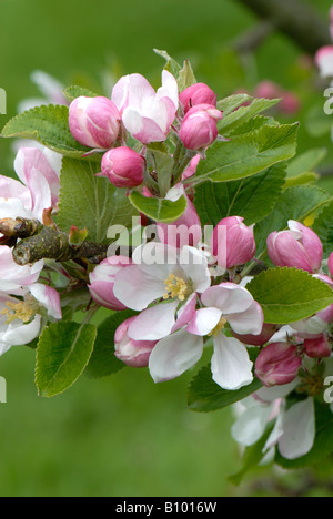 Re di fiori e boccioli di rosa lo sviluppo su un albero di mele varietà Tramonto Foto Stock