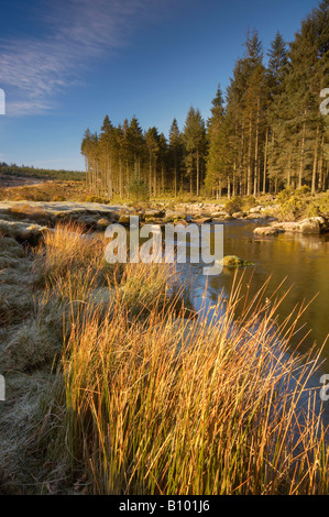 L'East River Dart costeggia boschi Bellever su un freddo gelido inverno mattina su Dartmoor Devon Regno Unito Foto Stock